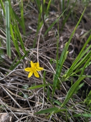 Hypoxis hirsuta
