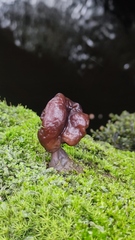 Gyromitra antarctica