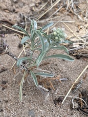 Oreocarya suffruticosa