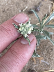 Oreocarya suffruticosa