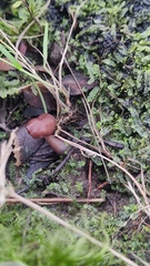 Gyromitra antarctica