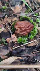 Gyromitra antarctica