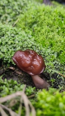 Gyromitra antarctica