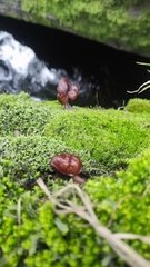 Gyromitra antarctica