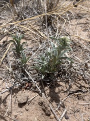 Oreocarya suffruticosa