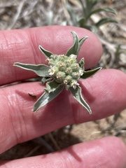 Oreocarya suffruticosa