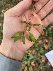 Coprosma ×cunninghamii