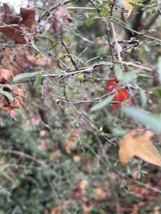 Coprosma ×cunninghamii