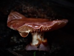 Cortinarius archeri