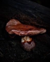 Cortinarius archeri
