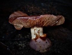Cortinarius archeri