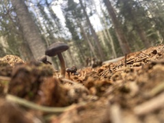 Mycena overholtsii