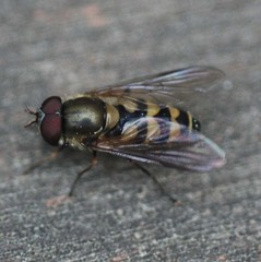 Parasyrphus annulatus
