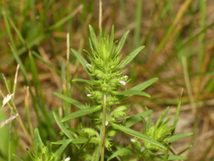 Hedeoma hispida