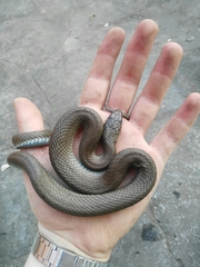 Natrix astreptophora