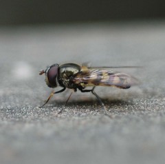 Parasyrphus annulatus