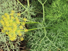 Lomatium columbianum