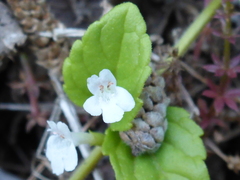 Clinopodium douglasii