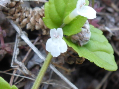 Clinopodium douglasii