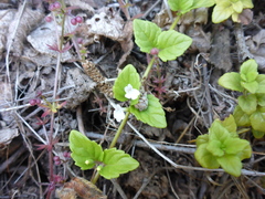 Clinopodium douglasii