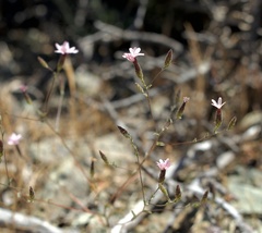 Lessingia micradenia micradenia