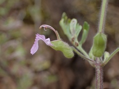 Teucrium botrys