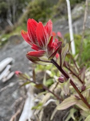 Castilleja miniata dixonii