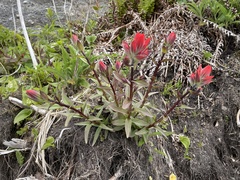 Castilleja miniata dixonii