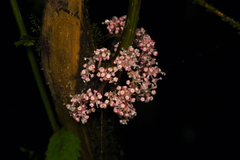 Urera caracasana