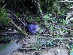Cortinarius coneae
