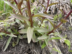 Castilleja miniata dixonii