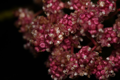 Urera caracasana