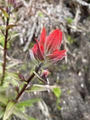Castilleja miniata dixonii
