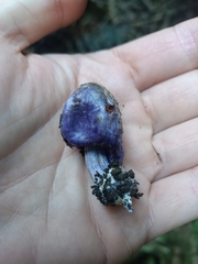 Cortinarius coneae