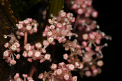 Urera caracasana