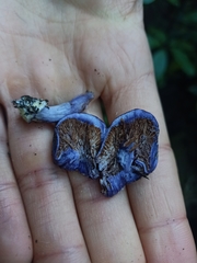 Cortinarius coneae
