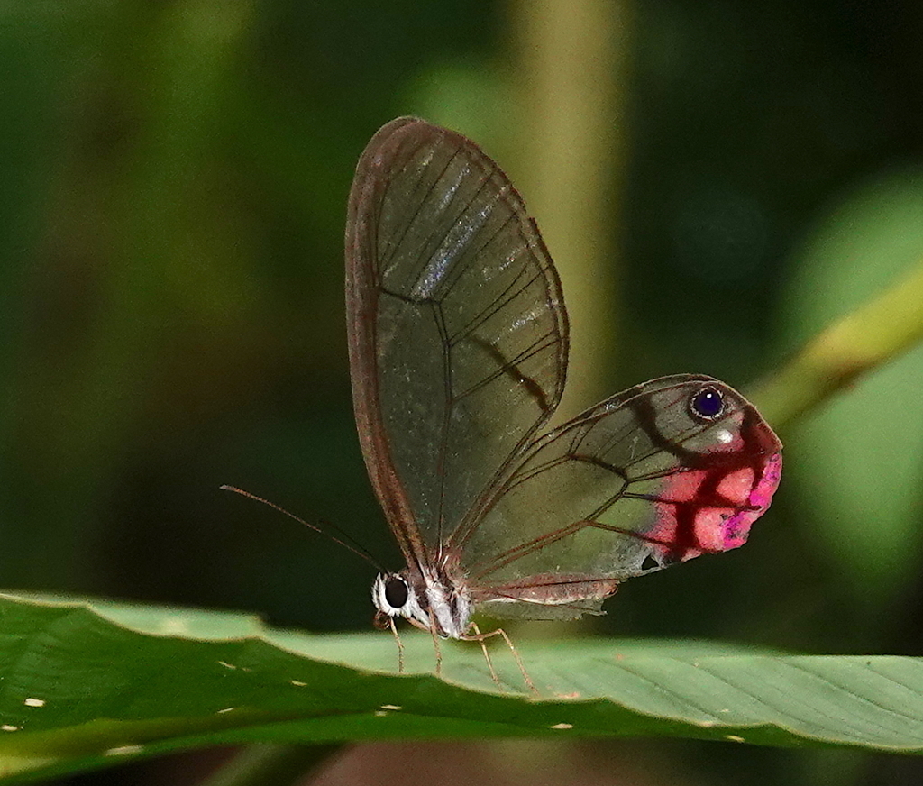 Pink Clearwing