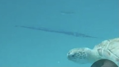 Platybelone argalus