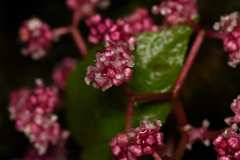 Urera caracasana