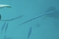 Platybelone argalus