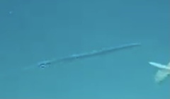 Platybelone argalus