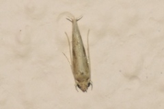 Erechthias minuscula
