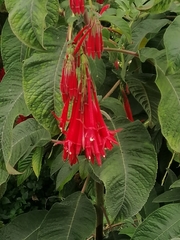 Megaskepasma