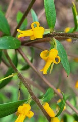 Persoonia myrtilloides