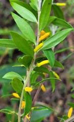 Persoonia myrtilloides