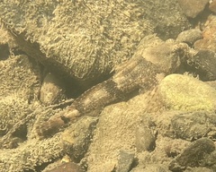 Cottus kanawhae