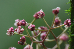 Urera caracasana