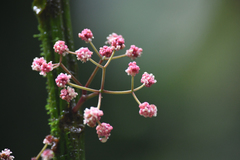 Urera caracasana