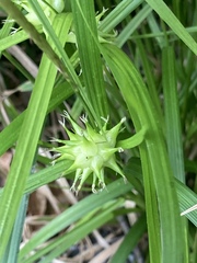 Carex grayi