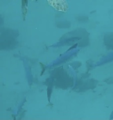 Actinopterygii